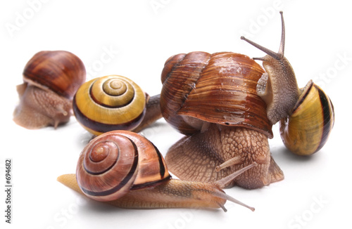 snails photo