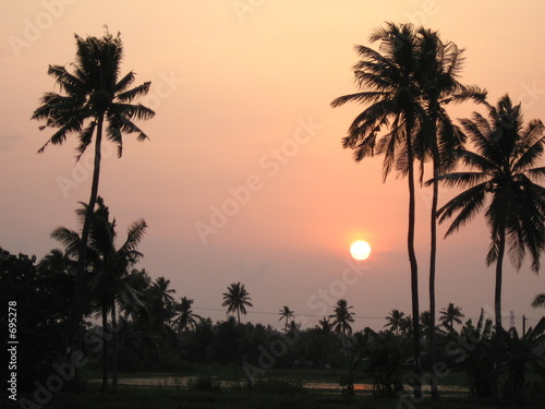 coconut trees in sunset