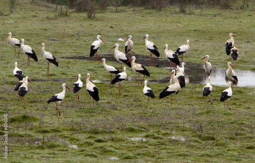 side of storks © Gelpi