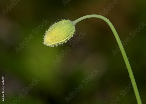 poppy flower bud