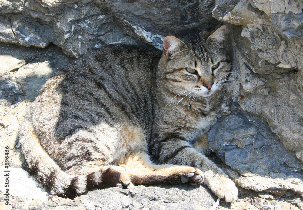 Obraz premium cat on the rocks