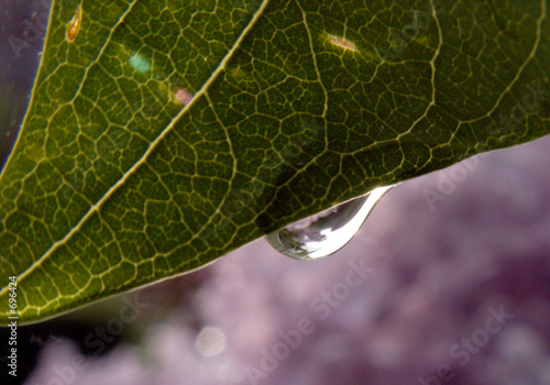 leaf photo