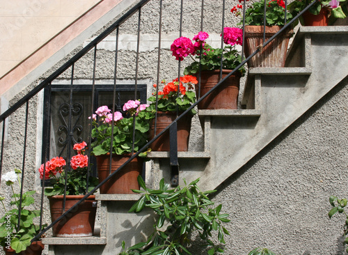 Fototapeta Naklejka Na Ścianę i Meble -  flowerpots on the steps