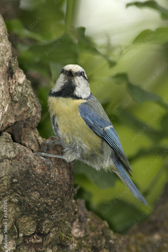 mésange bleue, parus caeruleus,nourrissage mésange bleue, parus caeruleus,nourrissage