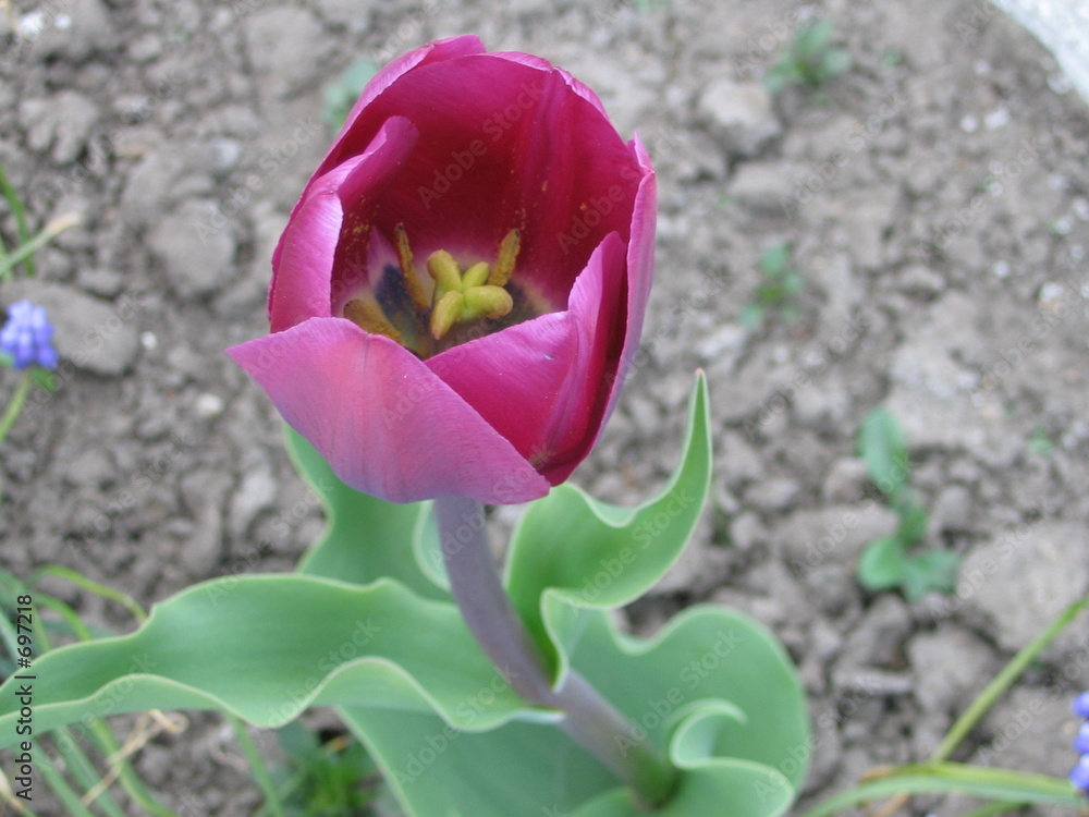 tulip tulip