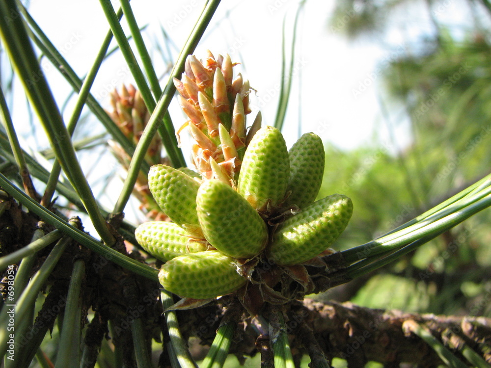 Obraz premium fir-cone