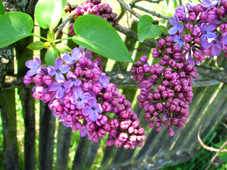 Papier peint photo Lilas Lilas violet en gros plan  © Ksenija Djurica