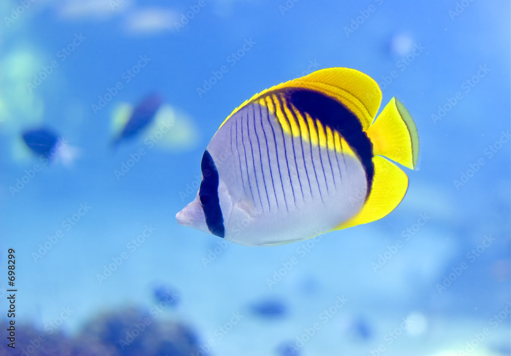 Фотография butterflyfish