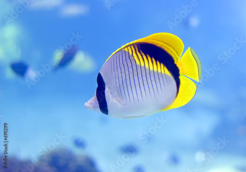 butterflyfish