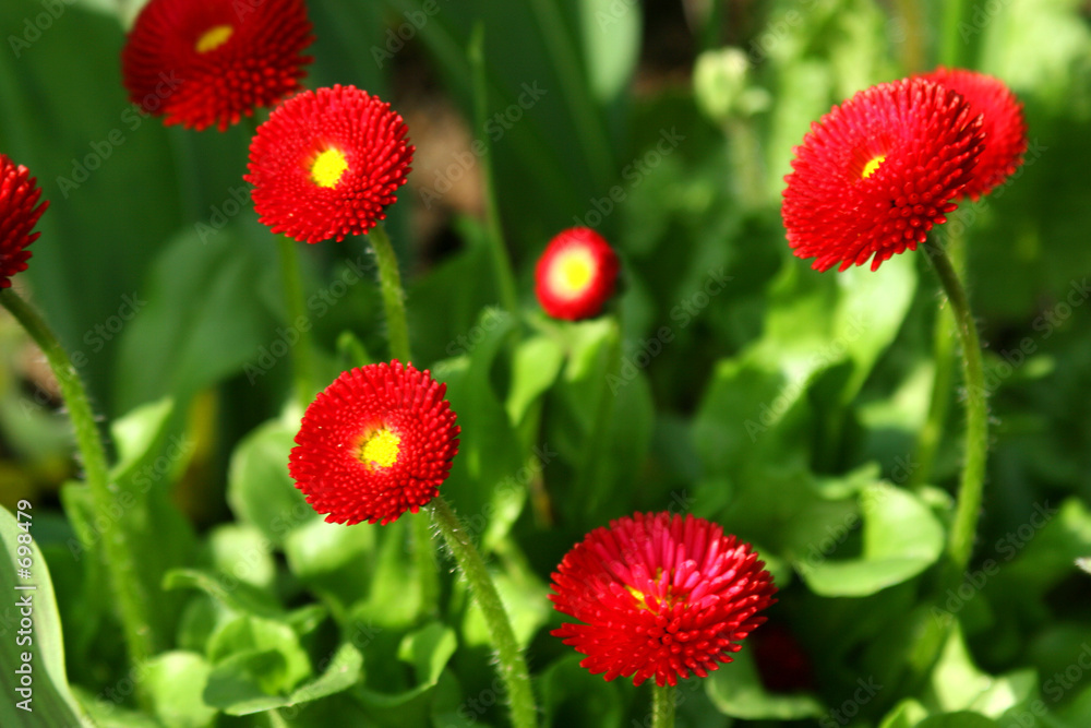 spring flowers in a garden. spring flowers in a garden.