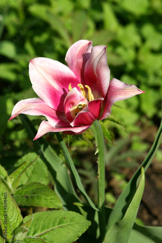 tulip. tulip.