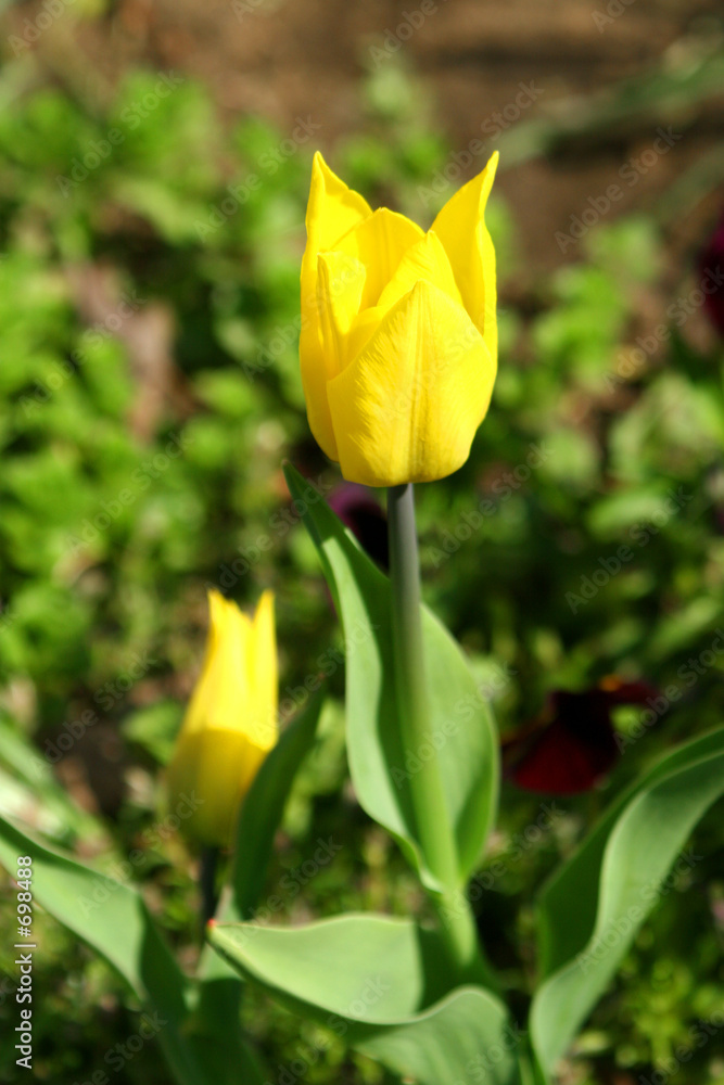 yellow tulip.