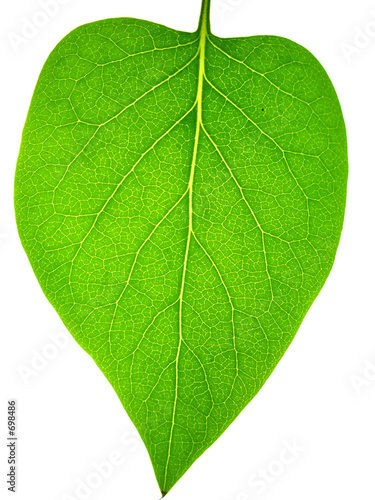 leaf skeleton photo