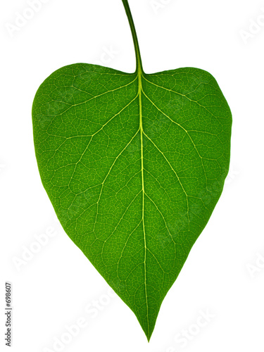leaf skeleton