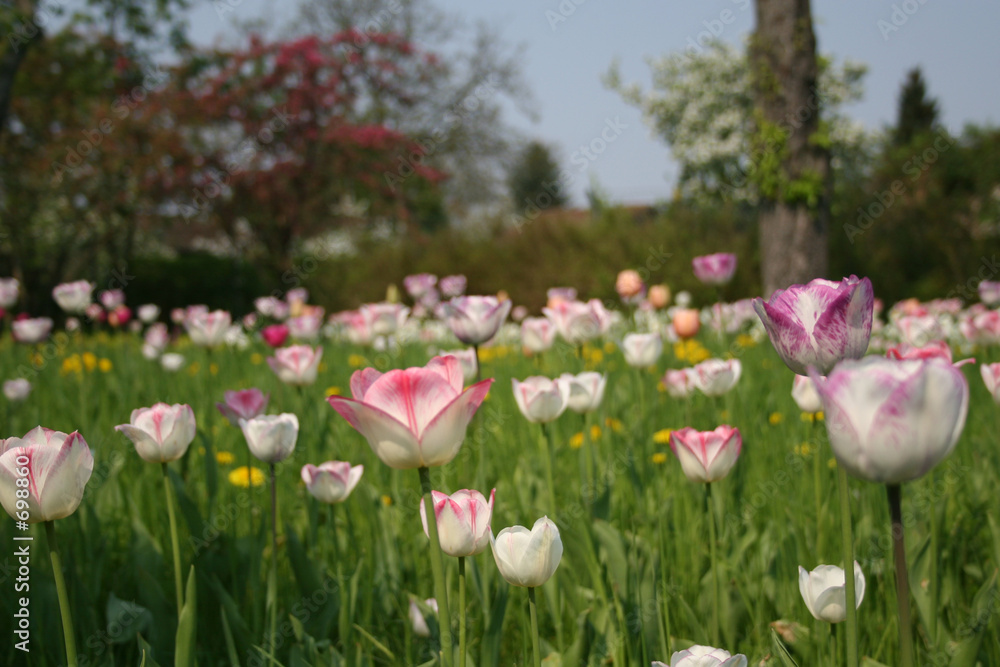 wiese mit rosa geränderten tulpen