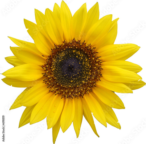 tournesol photo