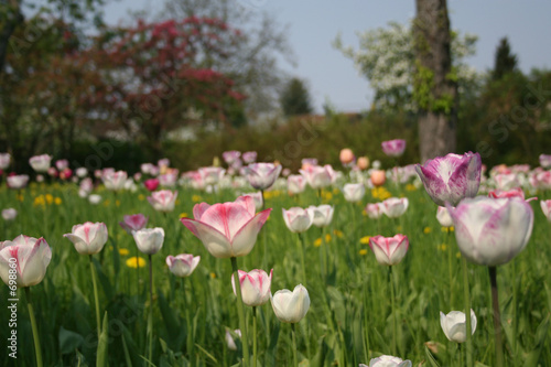 wiese mit rosa ger  nderten tulpen