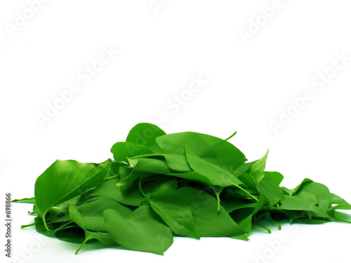 pile of leaves on white