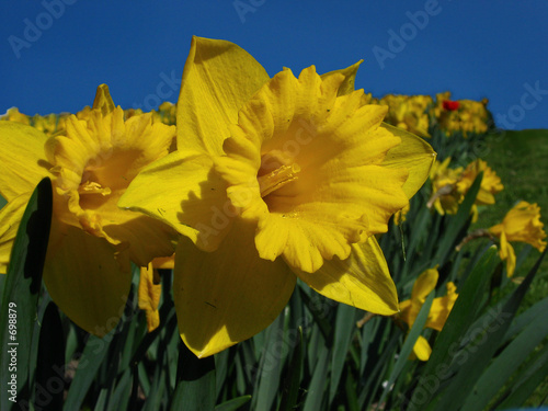 jonquil