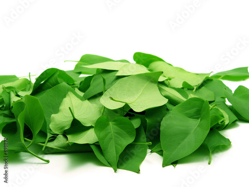 pile of leaves