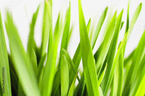 barley seedlings