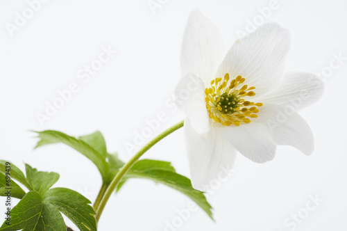 Fototapeta Naklejka Na Ścianę i Meble -  isolated white flower