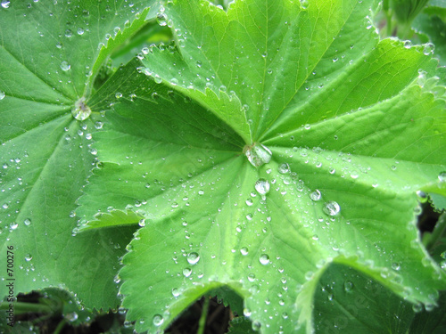 alchemilla mollis