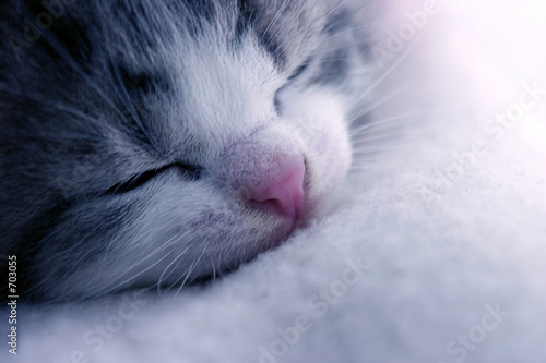 sleeping kitten