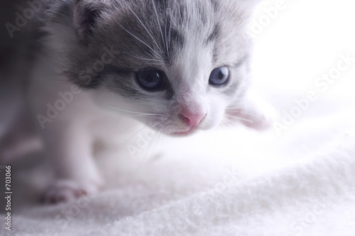 kitten walking