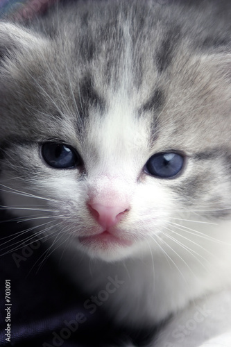 portrait of kitten