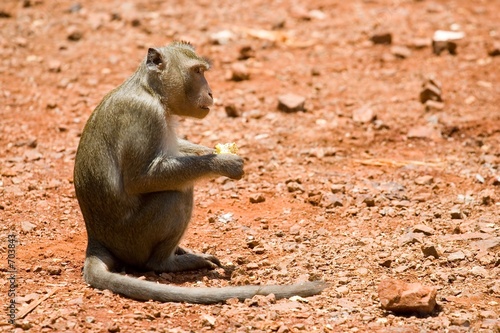 monkey
