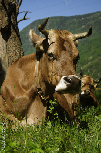 vache