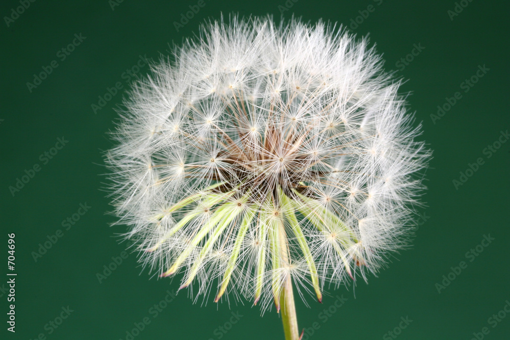 Fototapeta premium dandelion macro