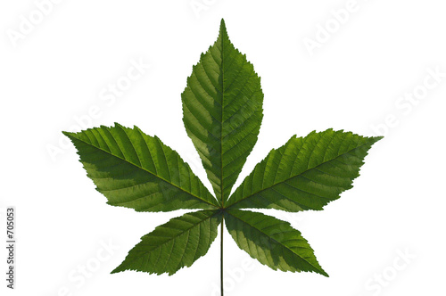 chestnut leaf