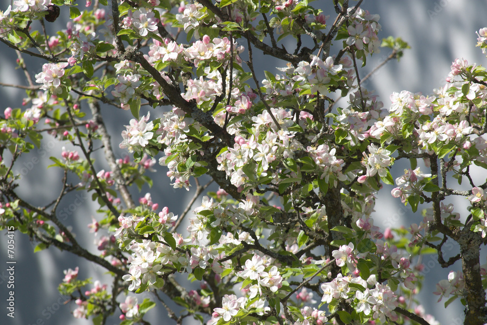 blühender apfelbaum blühender apfelbaum