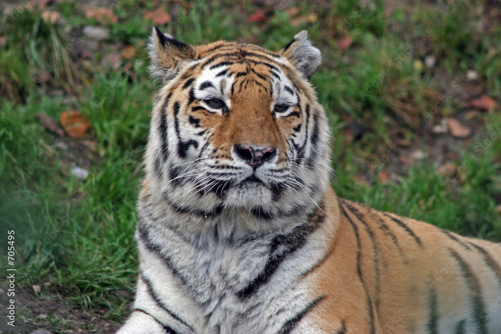 tiger portrait tiger portrait