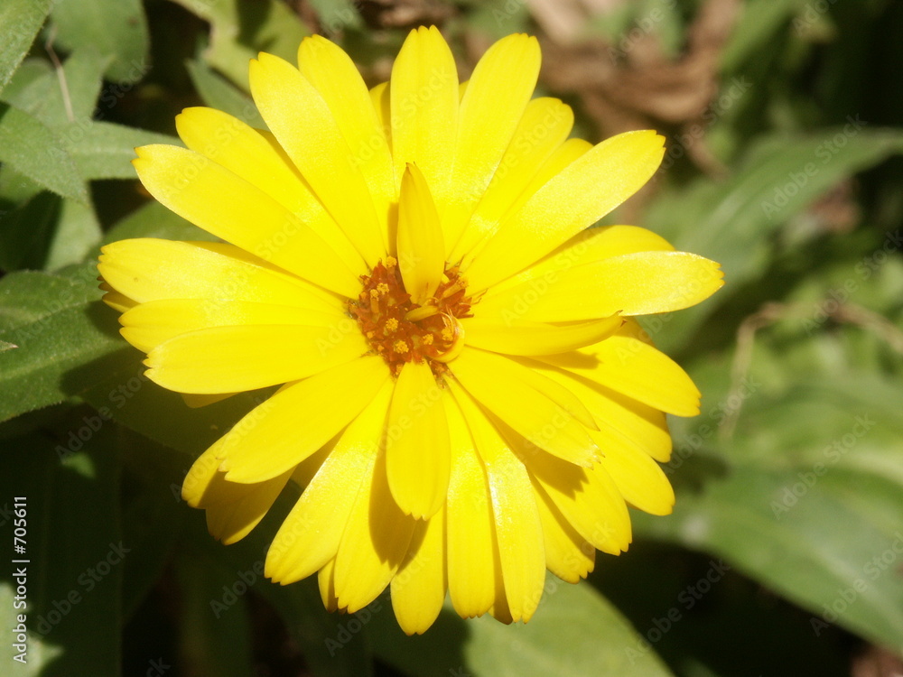 blüte blüte