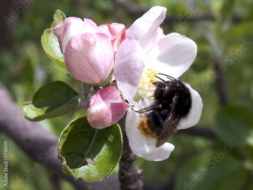 bumblebee