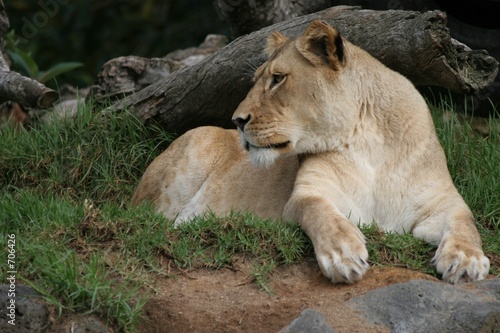resting lioness 1