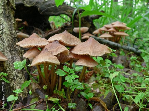 toadstools