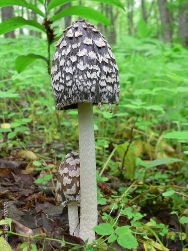 toadstool