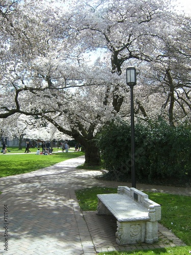 solitary park bench