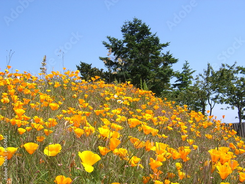 san juan island flowers