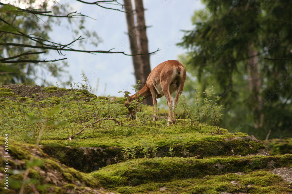wald idylle wald idylle