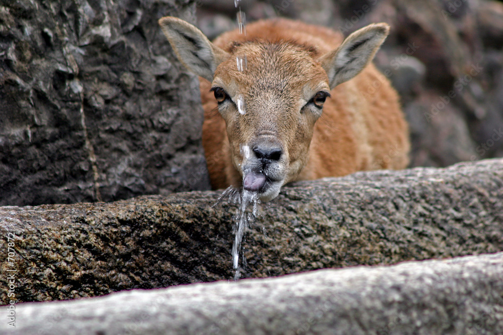 Fototapeta premium durst