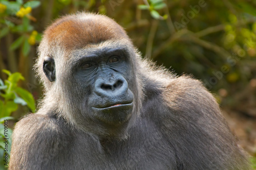 closeup of a gorilla © Eric Gevaert