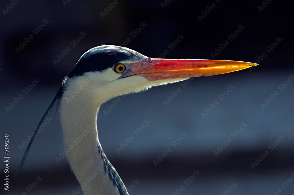 Obraz premium sharp as a knife