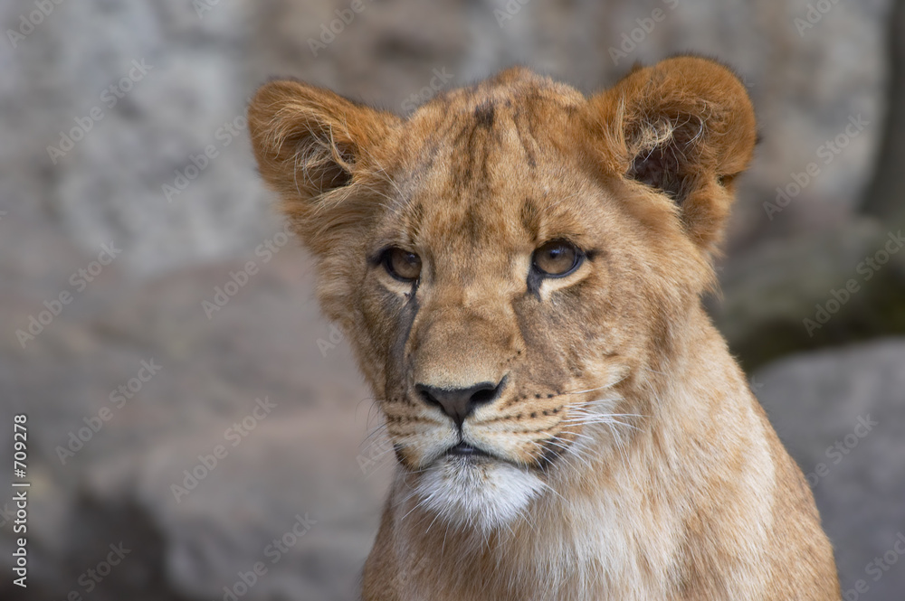 curious lion cup