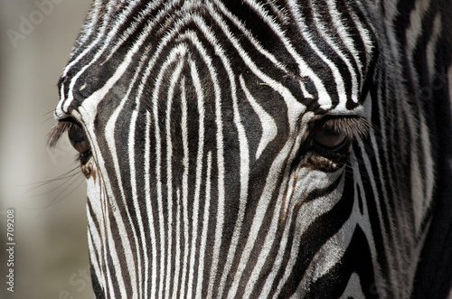 Fototapeta Naklejka Na Ścianę i Meble -  zebra up close