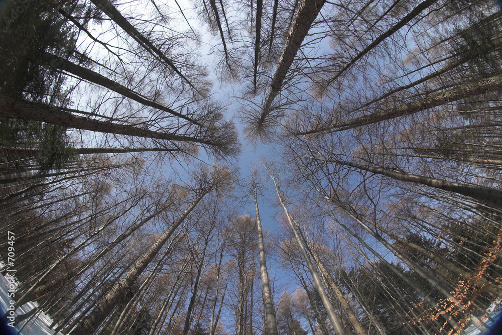 Foto forest